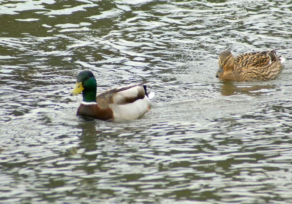 Donald and Daisy Duck ;o) by Der SIGGY