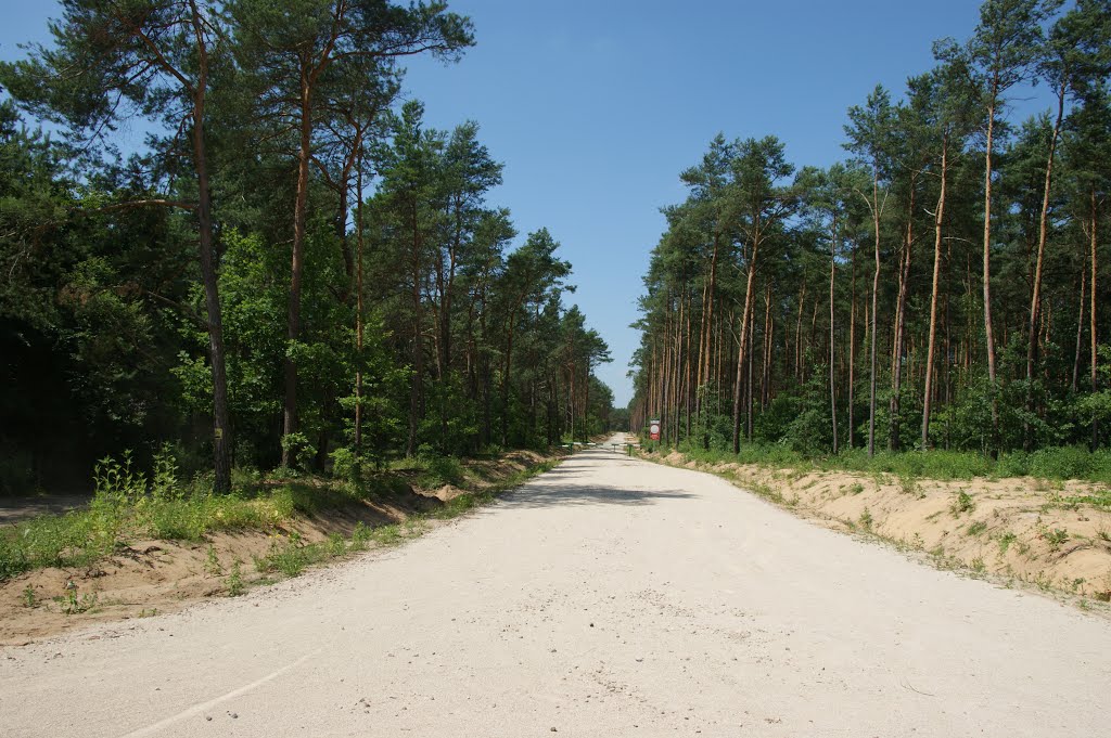 Forest road near Marzysz świętokrzyskie by marlacho