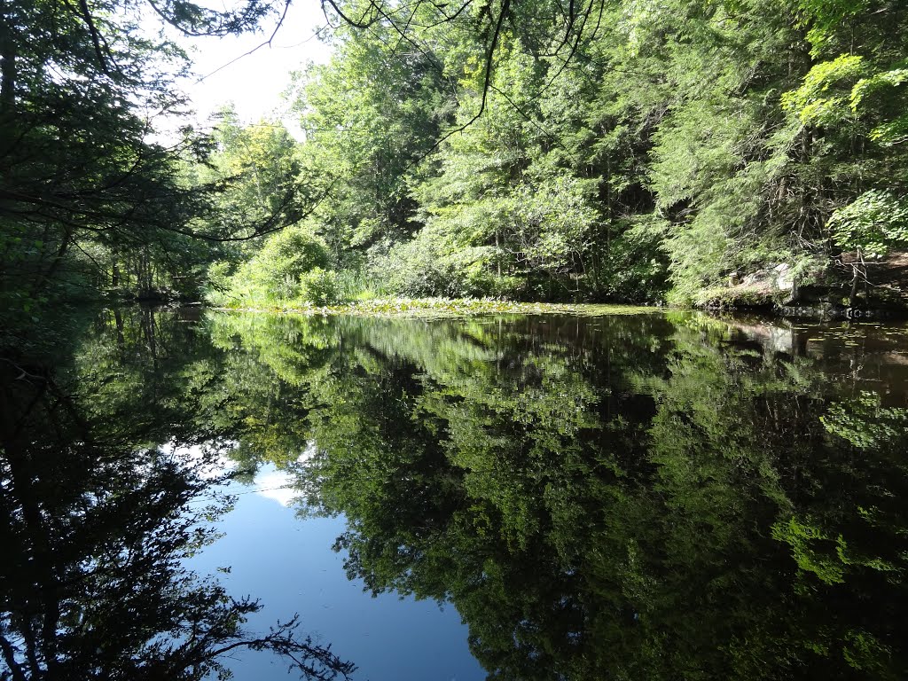 Mill Pond by rogerking