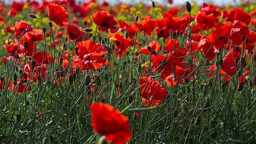 Poppy field by PRJ