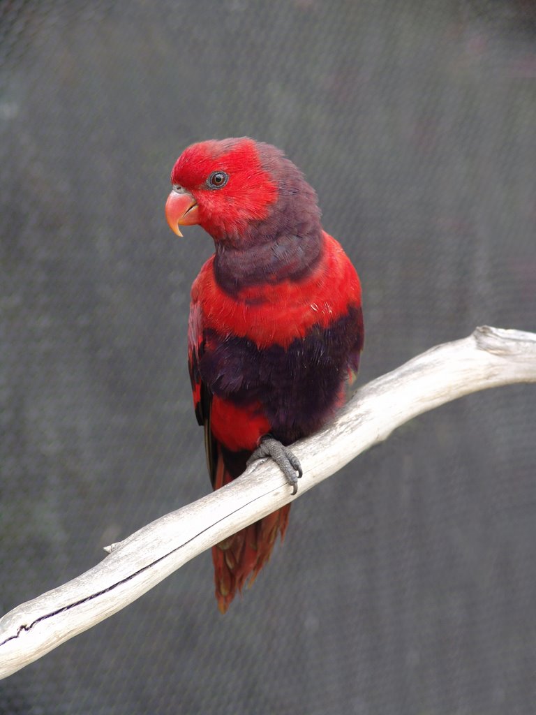 Lorikeet by Pixelbug