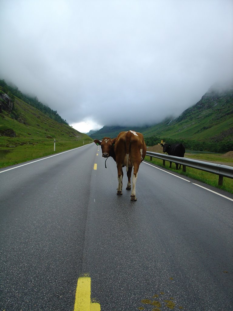 Cow on the E39 by Klaas Jan Gebauer