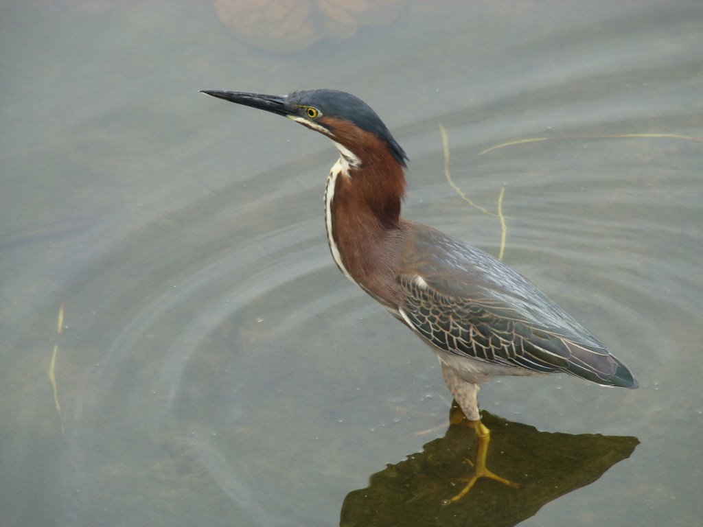 HERON VERT by moabi50dibetou