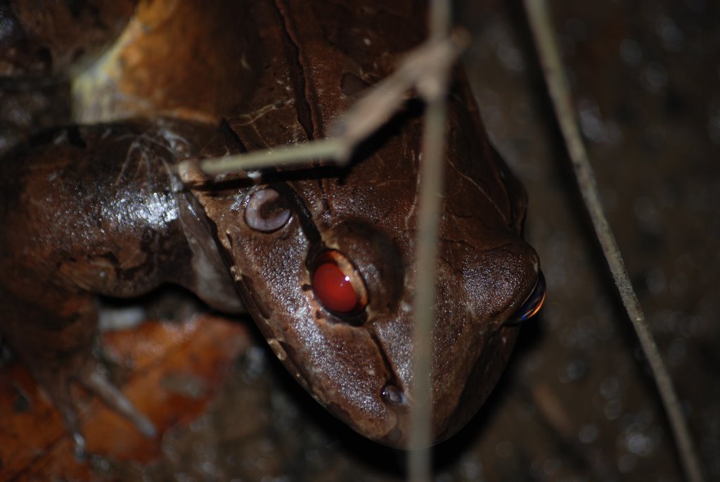 Bull frog by moabi50dibetou