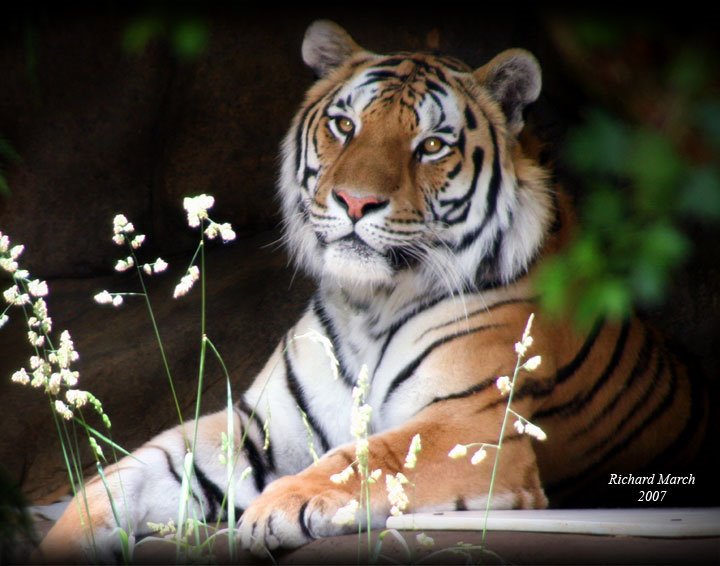 Tiger at the Portland Zoo by Richard March