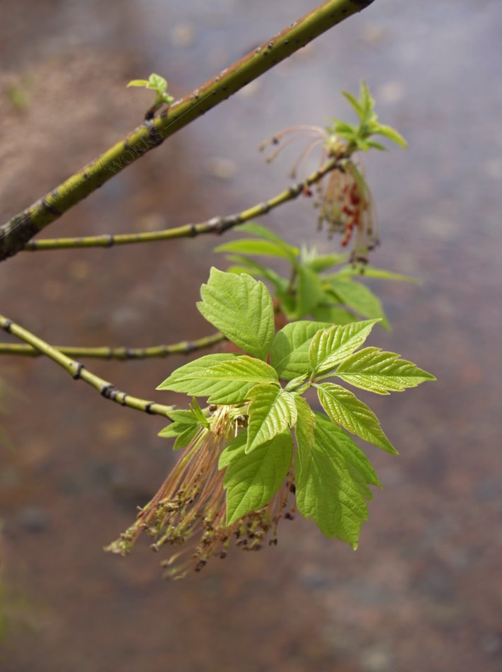 Box Elder or Ash Leaf Maple in Spring - Perkasie, Pennsylvania - USA by AnnaLisa Yoder - Win…