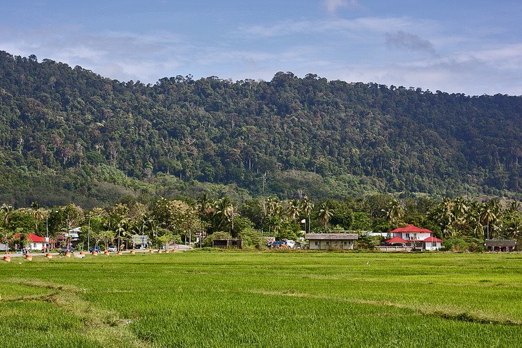 Rice fields in Kuala Teriang by Quique Morrique