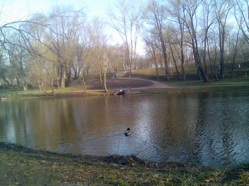 Pond with duck by sanika