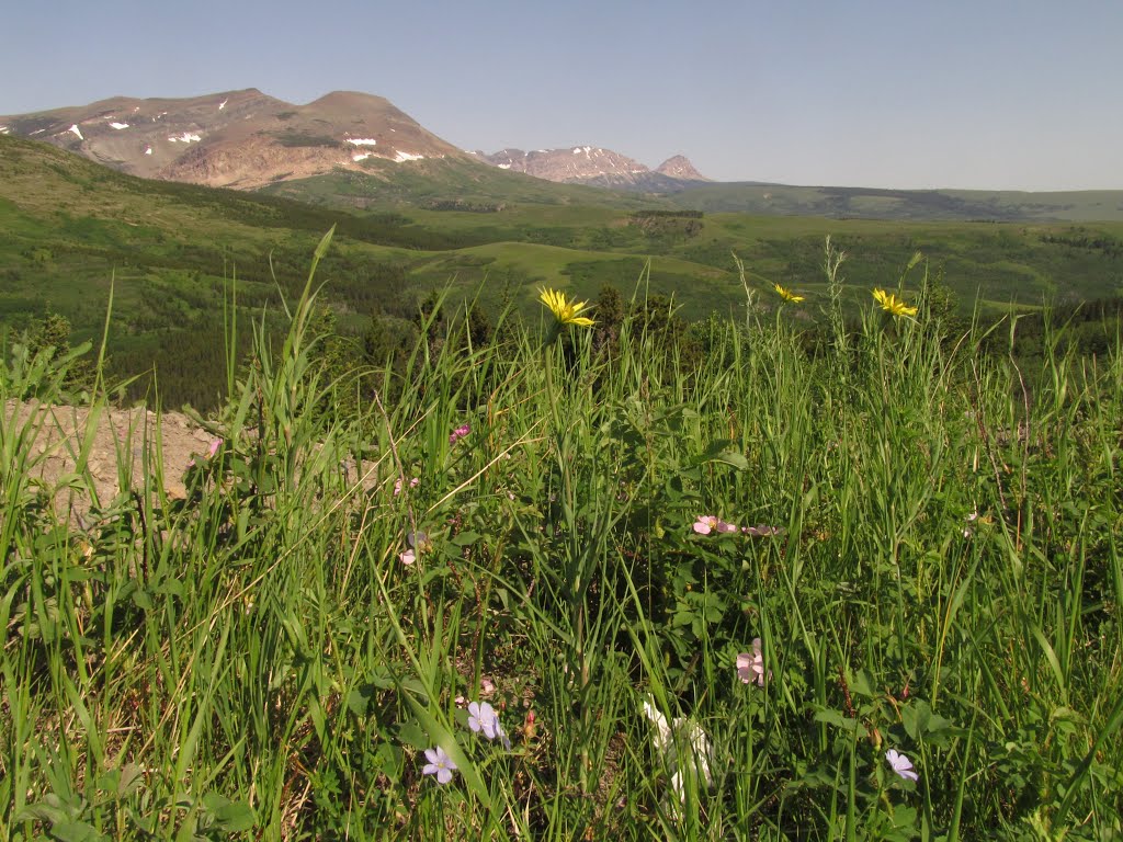 Majestic Mountain Vistas And Wildflowers Near Glacier National Park Montana Jul '13 by David Cure-Hryciuk