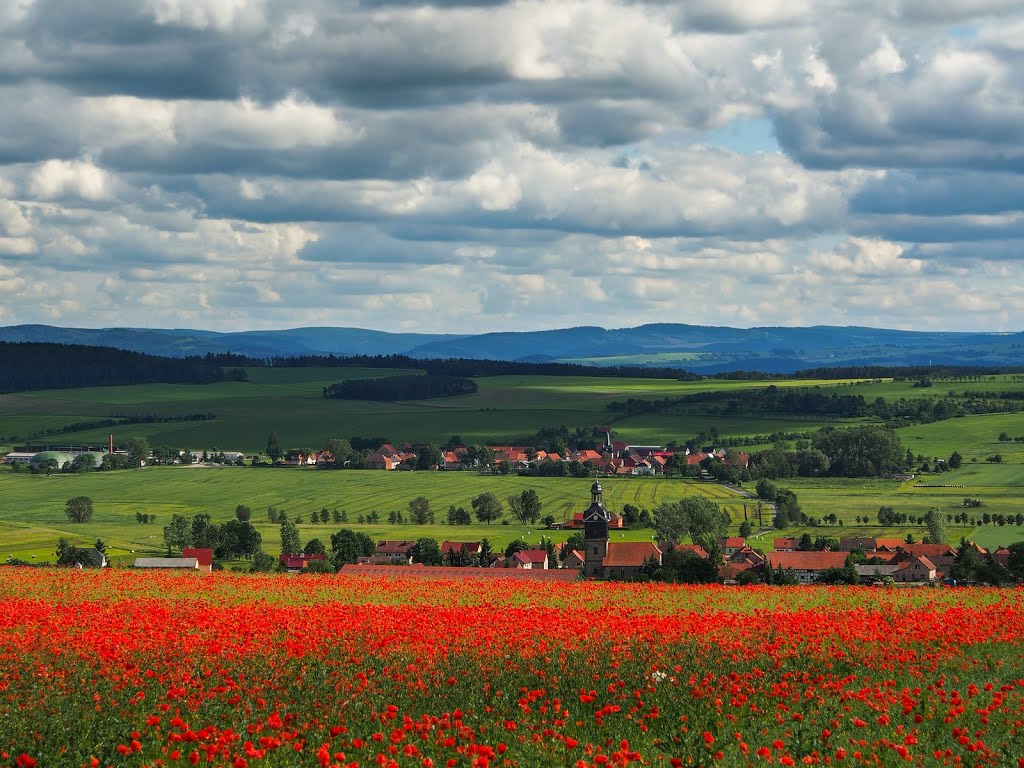 Mohnblumen bei Großliebringen Juni 2013 by Marko Fischer