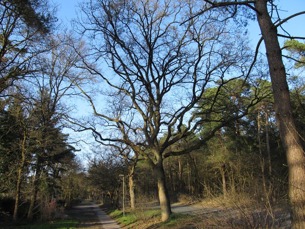 Barneführerholzweg by vo-id