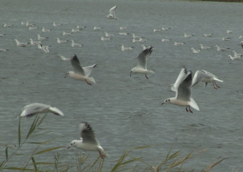 Albufera2 067 by Antonio sevila