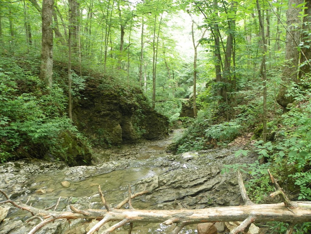 Salamonie State Forest by MikeFromholt