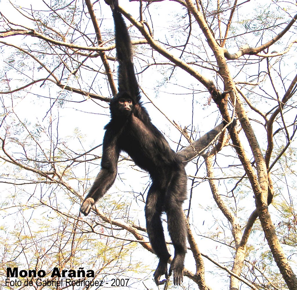 Mono Araña, en su recinto, la isla de monos. by Jose Luis Tisone