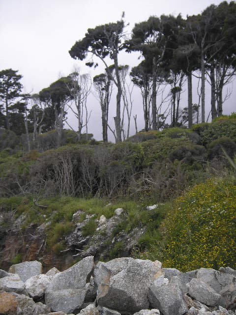 Bruce Bay, South Island, New Zealand by loronb