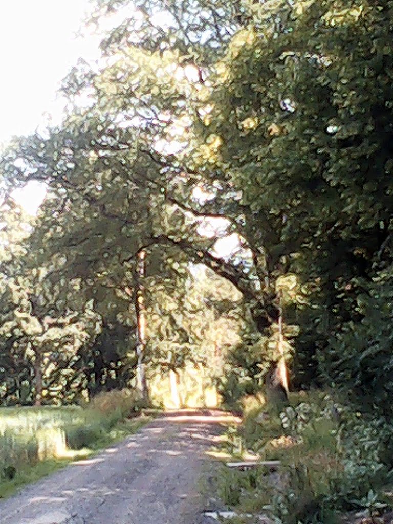 Wanderweg vom Galgenberg hinunter nach Marktleuthen by wolfgang.kohl6463