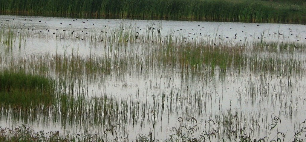 Gakovo, barske ptice 2 - the morass birds by rodjoso