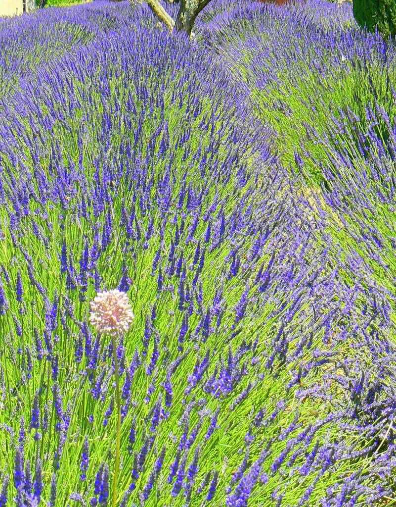 Colori della Provenza by Boby - ilovefoto