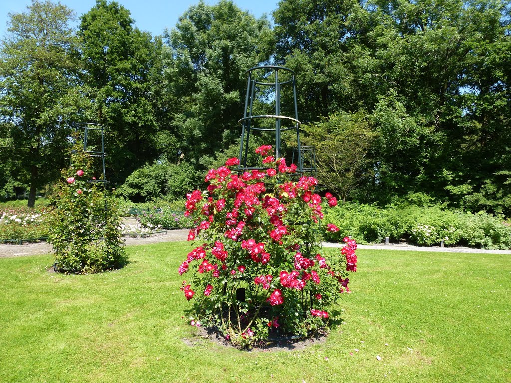 Rosarium te Winschoten by Netty van der Deen - Flikkema