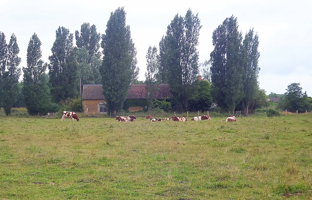 French cows by muba