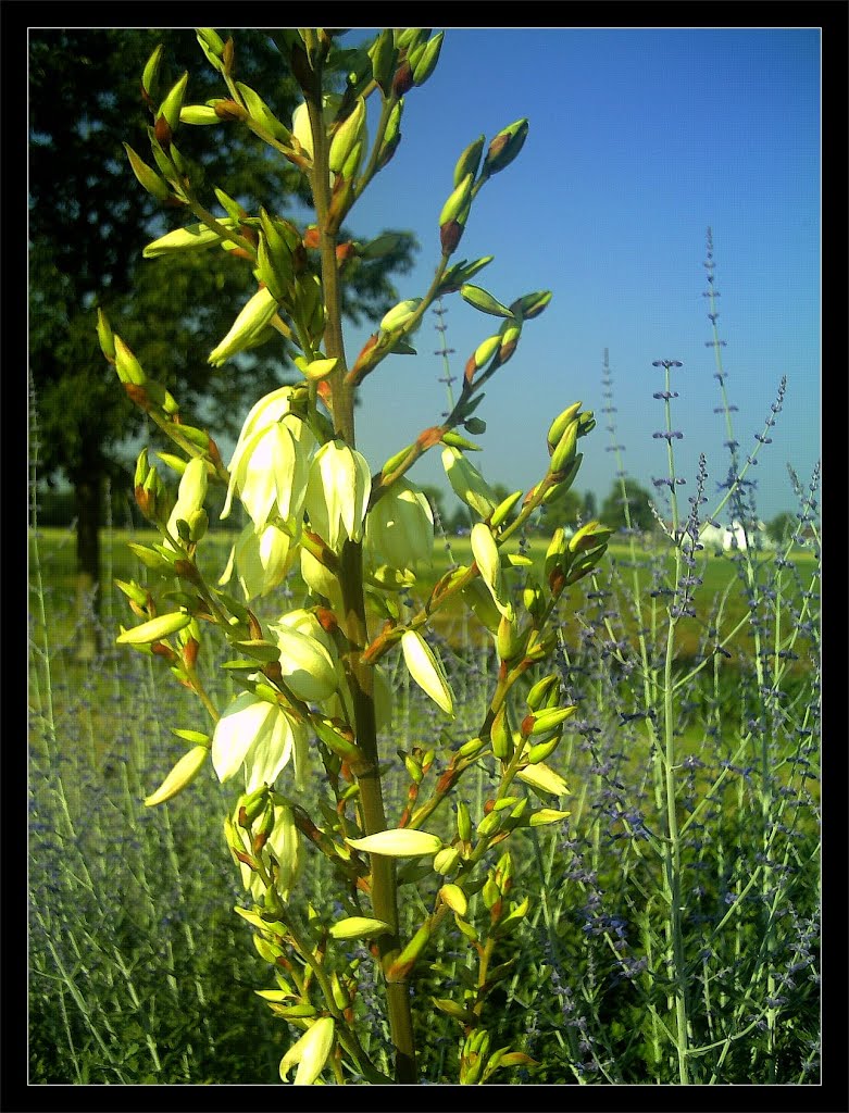 July Botany Mediterranea Yucca Palmlilie - Master seasons Rhine Valley Photography 2013 by jettcom