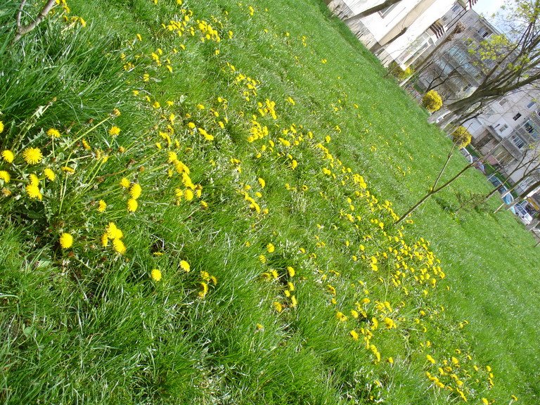 TgMures - Tudor - spring moments - yellow and green by jeffwarder