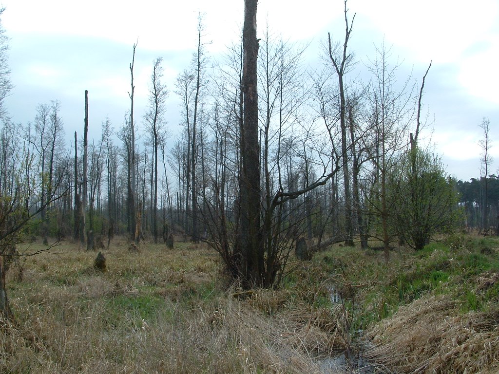 Nowa Dąbrowa , KPN by Sławiński