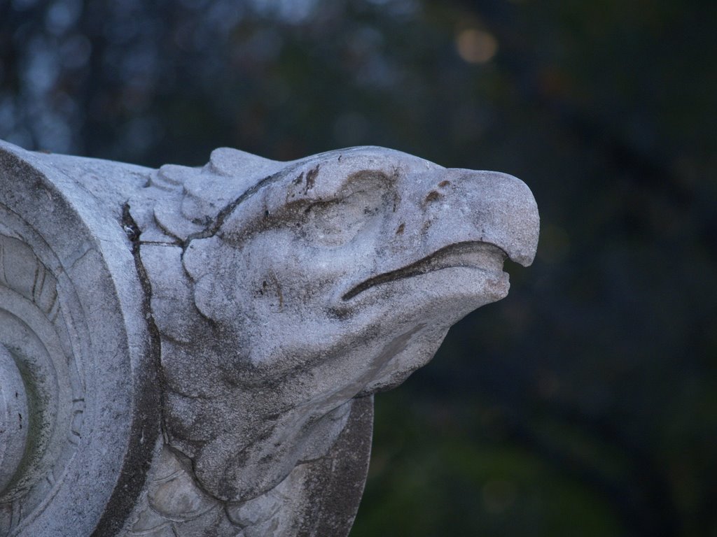 Central Park Eagle by StevoH