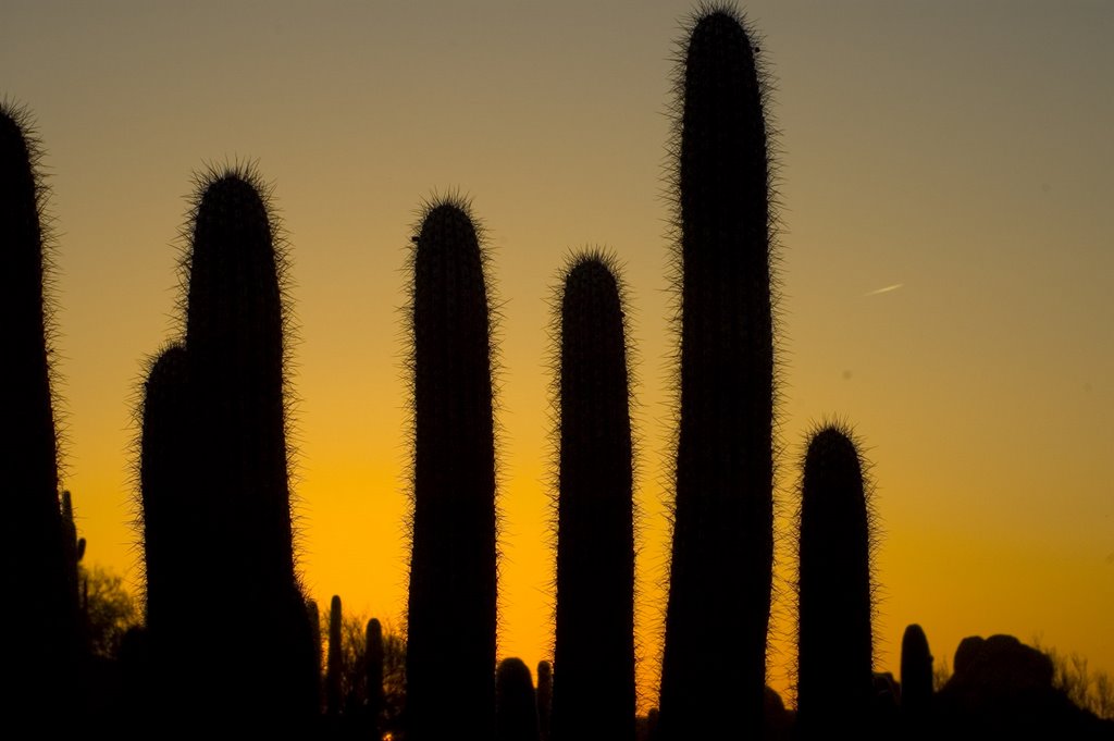 Desert botanical garden sunset by Mig Vasq