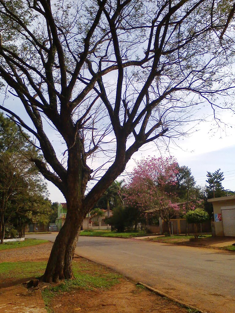 Arbol by Ruben D. Alvarez