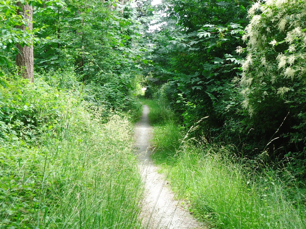 Falkirk path to Pendray farms by gbrojges