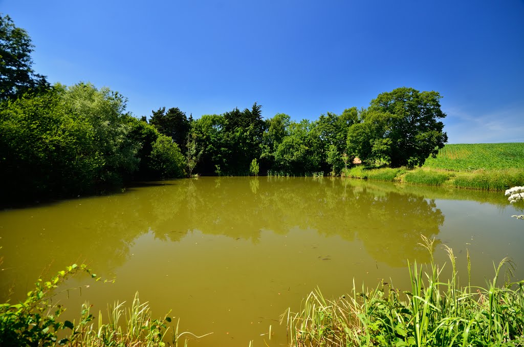 The Pond by Mike Hartland