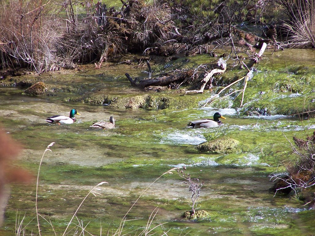 Jiuzhaigou, Aba, Sichuan, China by maoxin