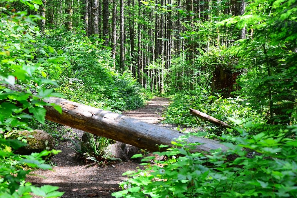 Rattlesnake Lake Trails by Lin@Bates