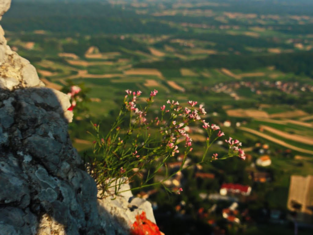 WILDWOOD FLOWER... 605m... by Tomislav Pecak