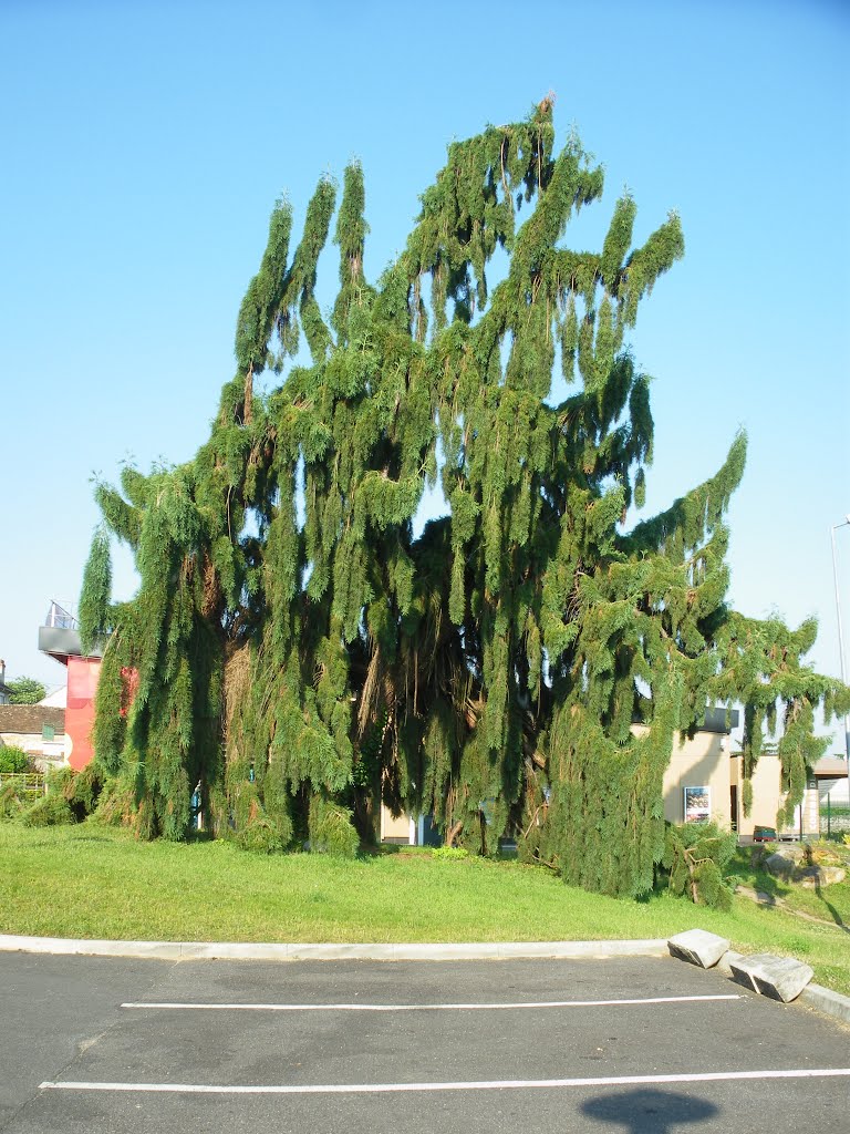 Le sapin à la Cartonnerie (Dammarie-les-Lys) by gerard VERITE