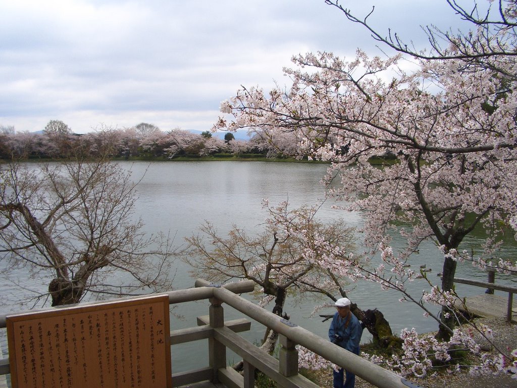 CHerry Blossom, Osawa Pond of Daikakuji Temple, 大覺寺的大澤池 by hsuehcw