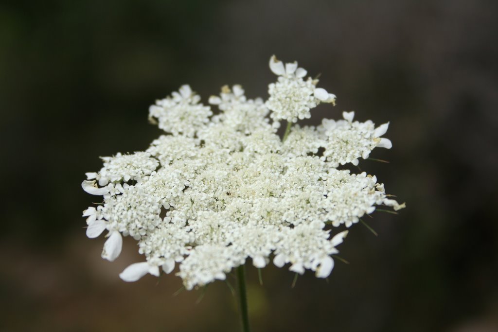 Flowers flowers flowers by Dror Ben David