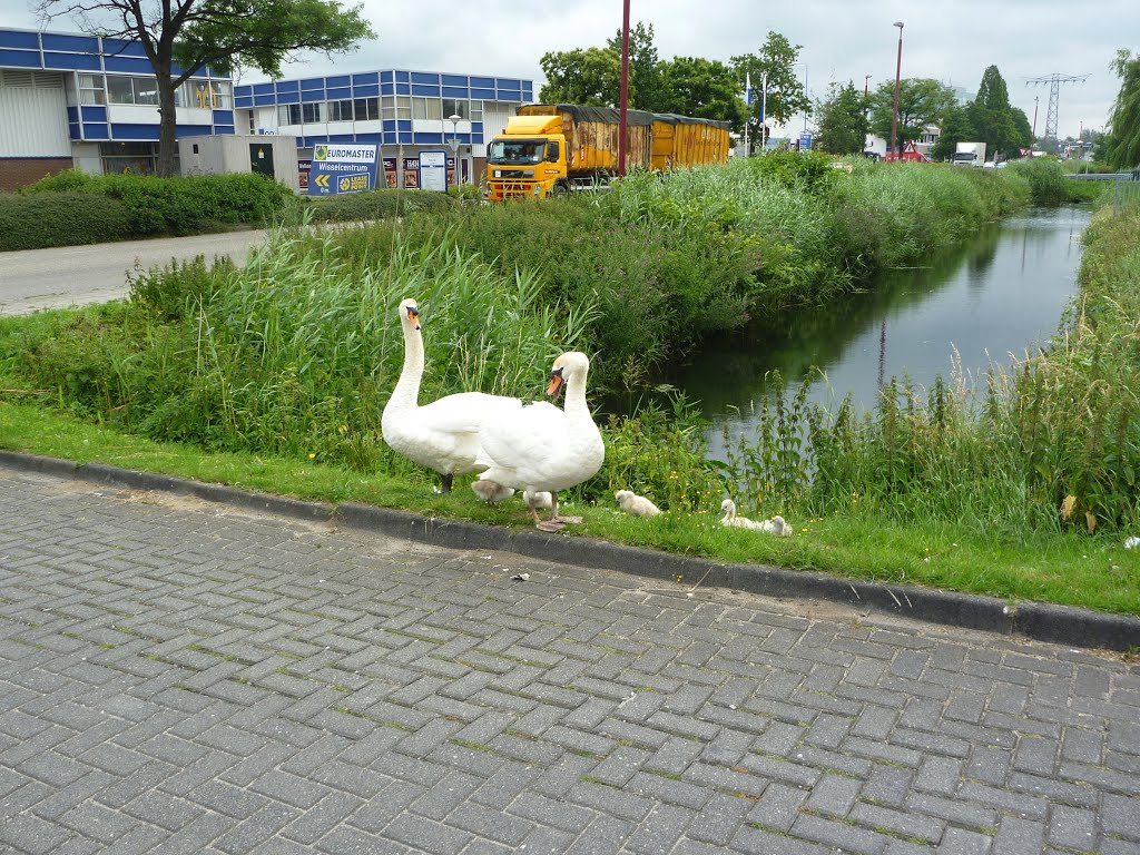 Swan family in industrial area by Mart61