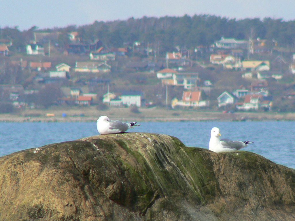 Seagulls on rock in front of Haverdal by Lasse52