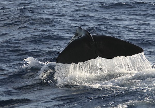 Whale Watching in Dominica by isewell