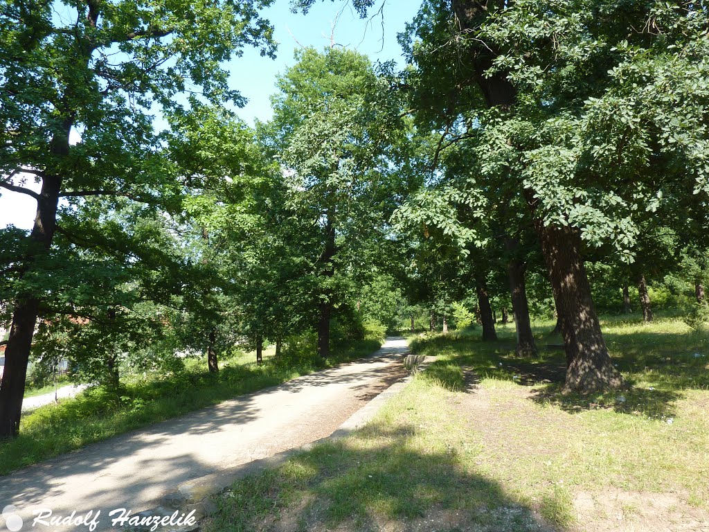 Prin pădurea Chizid - Trough Chizid forest by Rudolf Hanzelik