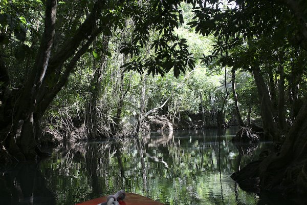 Indian River, more at  www.ianandwendy.com/dominica by isewell