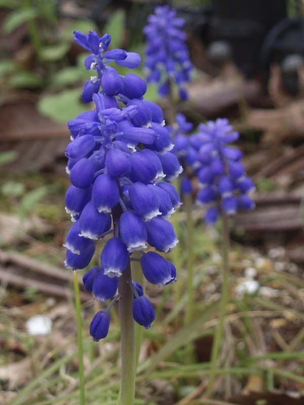 Muscari Flower at Suwa Apartment House by Kiyoshi Fujimoto