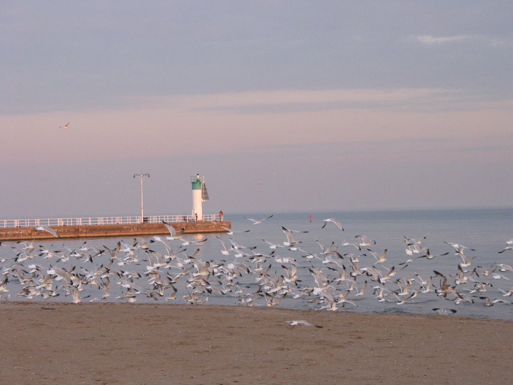 Seagulls on the beach by Yuri Okorokov