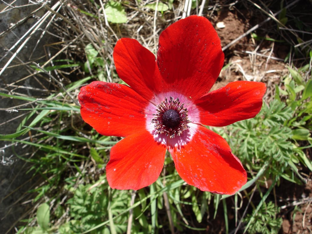 Red Windflower by Gregory Kremyansky