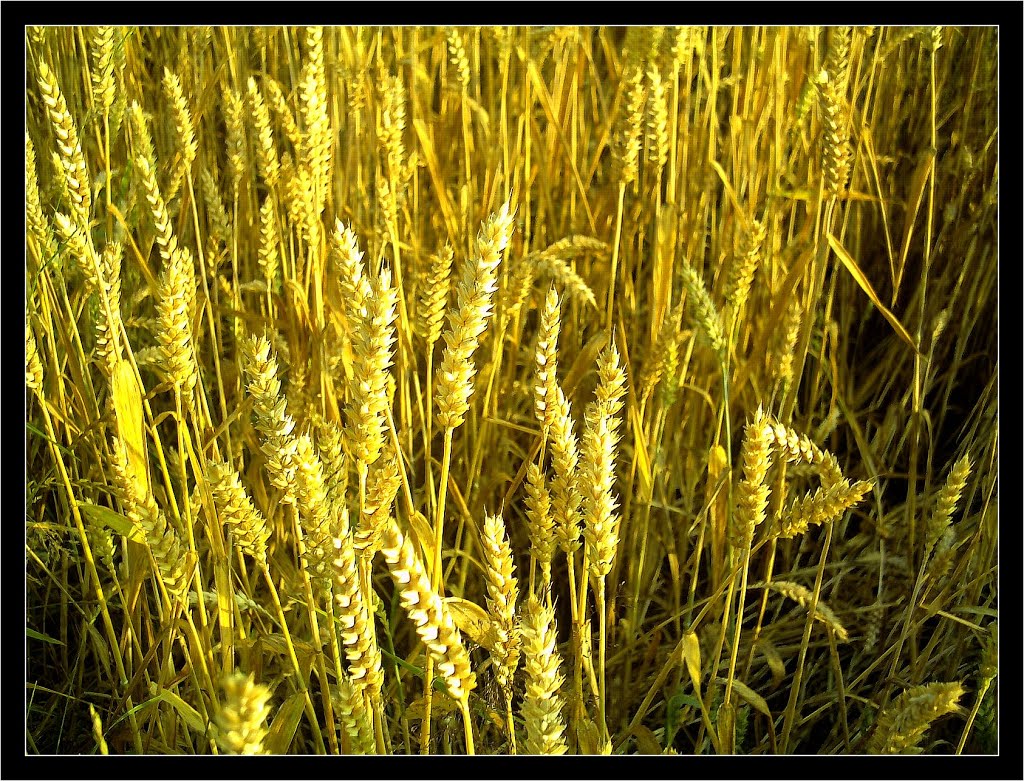 July Golden Eye Hochsommer Panorama Der überwachte baden württembergische Bauer Cyberwar - Master Seasons Rhine Valley Photography 2013 Als Vietnam America total besiegte - das fliehende America, jede Deckung nutzen by jettcom