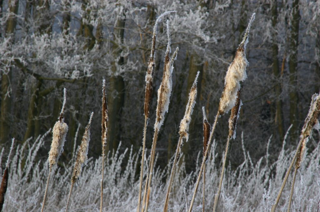 Teichwiesen - gefrorene Rohrkolben by Robert Schellmann