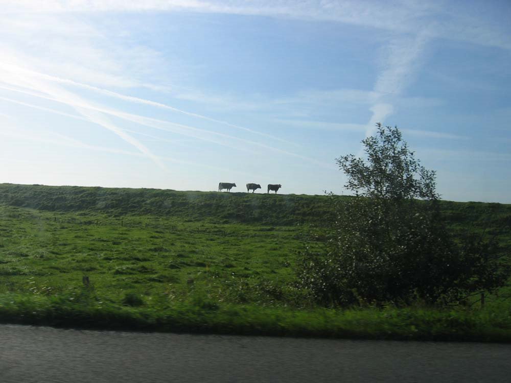 3 Cows - View from Ferry Glücksstadt to Wischhafen by casadebanjo