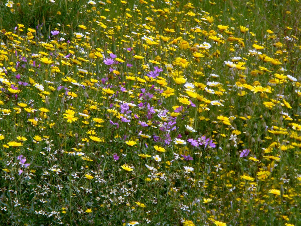 Tritsis Park - Spring Flowers by elalexan